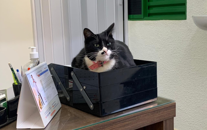 Clínica Veterinária Vila Dos Bichos